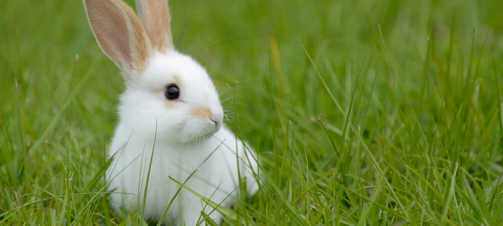 White bunny standing in a the lawn and looking at something to his or her left shoulder.